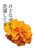 けどなぜか今、洗濯してる