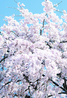 花ポストカード_桜