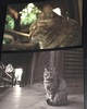 神社猫のポストカードセット(2枚組)