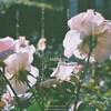 現代詩歌のplatform suiu|オリジナル巾着