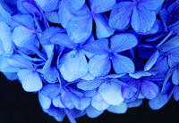 花ポストカード_紫陽花