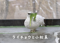 ライチョウと小松菜