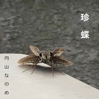 珍蝶