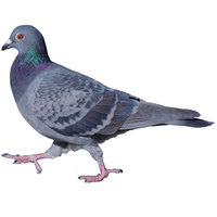 鳩のアクリルキーホルダーA
