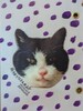 雨猫クロさんのこと