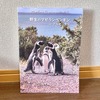 野生のマゼランペンギン in アルゼンチン