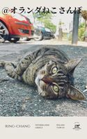 @オランダねこさんぽ