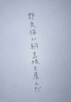 川柳ポストカード「野良猫が朝島根を産んだ」