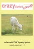 CRAZY about cows