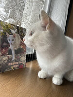 骨盤骨折猫ハルの健闘記