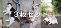 堂々ねこフォトカードセット