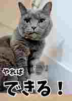 新聞猫まろさんフォトカード4
