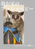 我が家のブッシュベビー