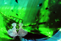Wanderers.(ポストカード)