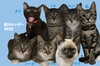 猫カレンダー2025