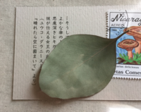 きのこパック
