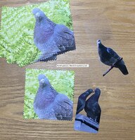 ハトしおり