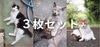 堂々ねこフォトカードセット